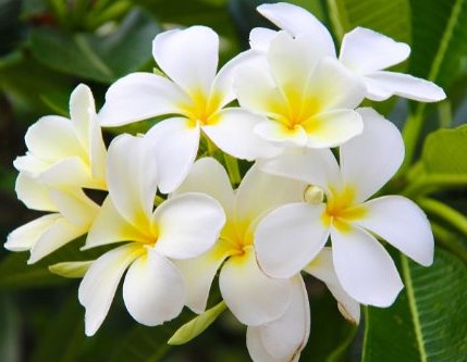 Fleur de Monoï de Tahiti